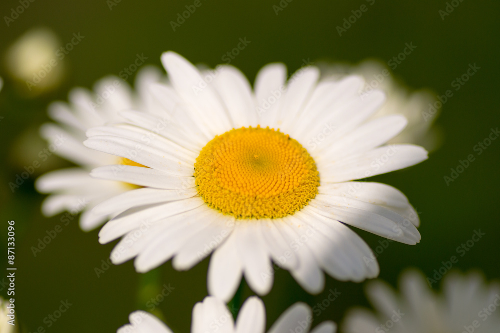 flower flower