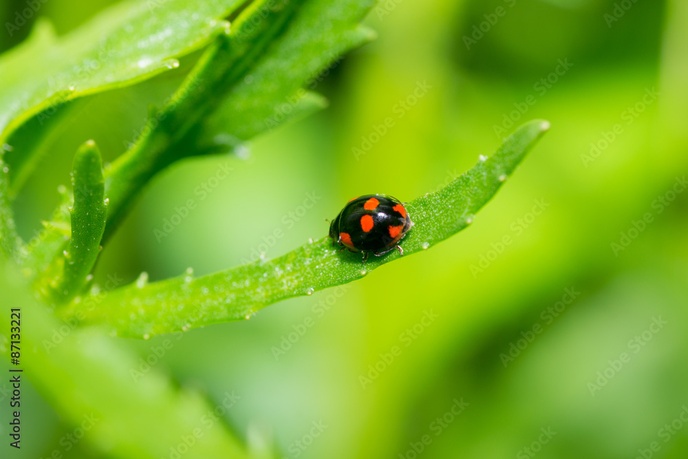 Naklejka premium beetle
