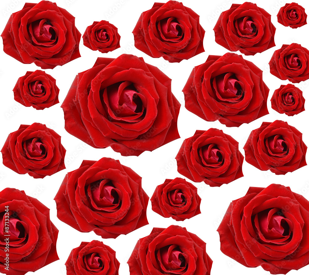 red rose isolated on white background red rose isolated on white background