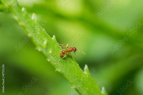 animals ant © vinkirill