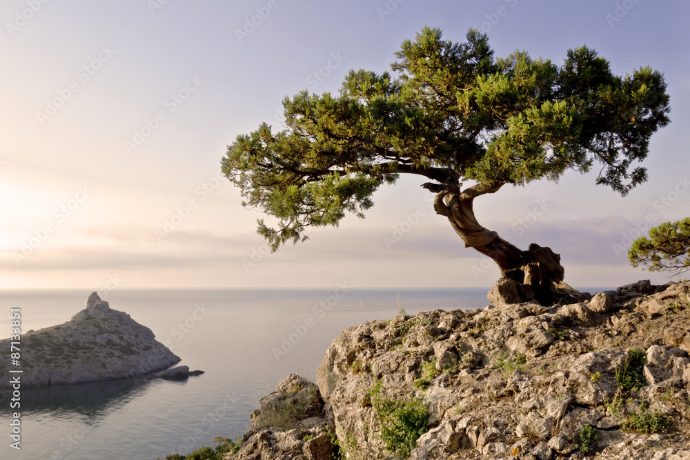 a lone pine tree growing on the slope of the mountain in the Crimea a lone pine tree growing on the slope of the mountain in the Crimea
