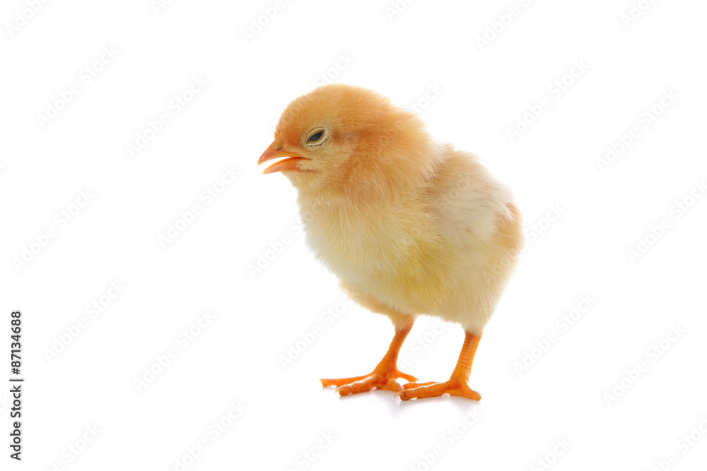 Yellow chicken Yellow chicken