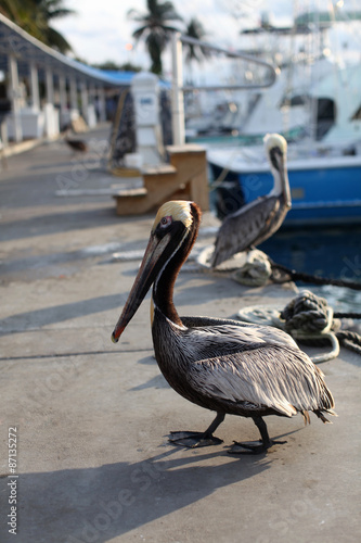 Pelicans © smailik