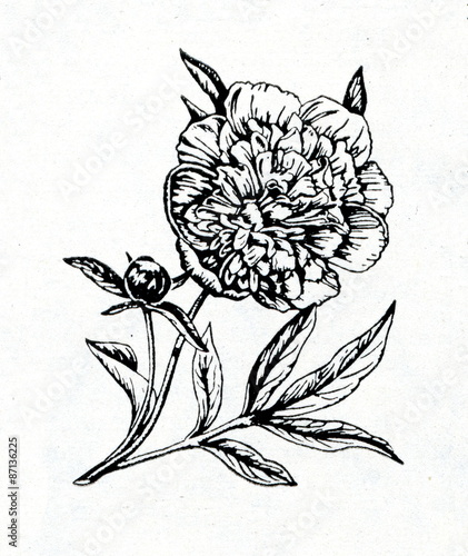 Obraz na plátně Peony (Paeonia lactiflora)