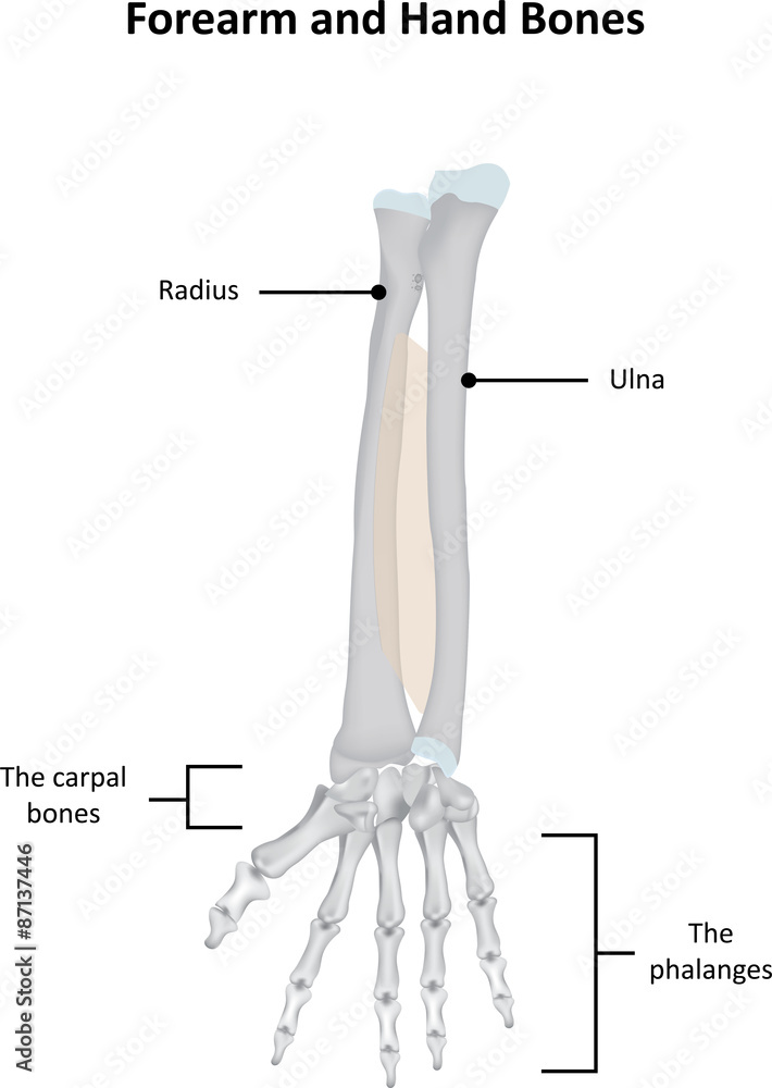 Radius, Ulna and Hand Labeled Illustration Illustration Stock Adobe Stock
