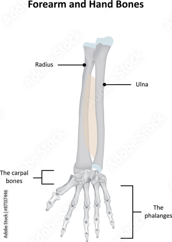 Photos Radius, Ulna and Hand Labeled Illustration