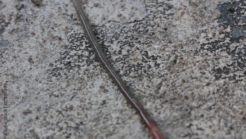 Earthworms on concrete ground Stock Video Adobe Stock