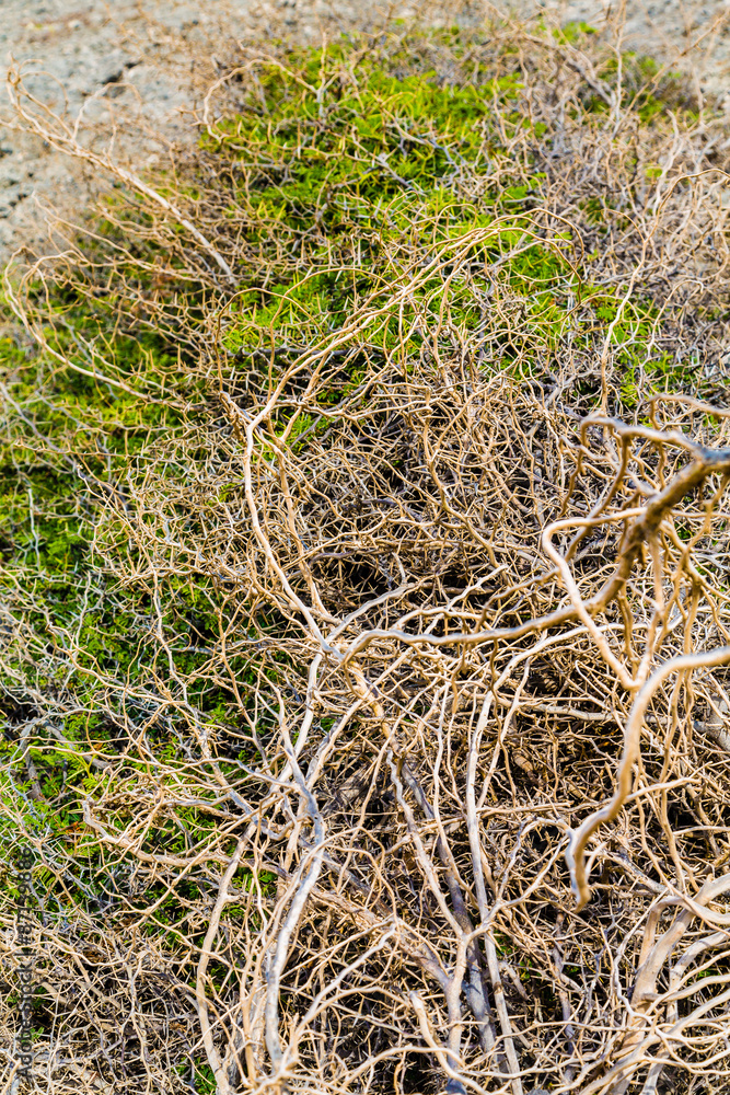 Tangled Branches of Tropical Trees Tangled Branches of Tropical Trees