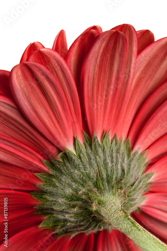 Gerbera Daisy on a white background