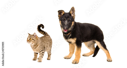 German Shepherd puppy and a cat Scottish Straight 