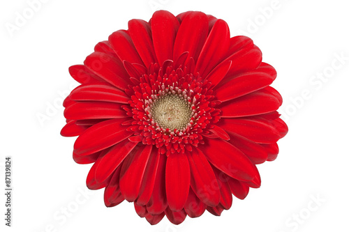 Isolated Gerbera Daisy on a white backdround