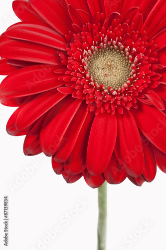 A part of Gerbera Daisy on a white background