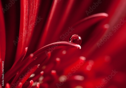 Beautiful waterdrop on a red petal