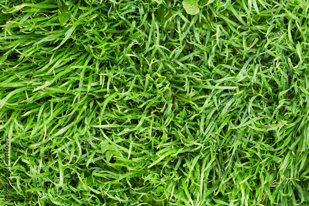 Grass with drops of water Grass with drops of water