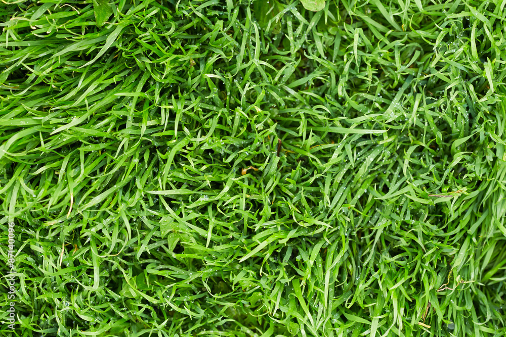 Grass with drops of water Grass with drops of water