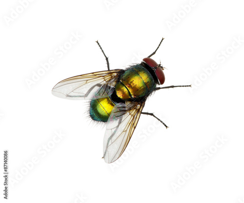 Obraz na płótnie green fly