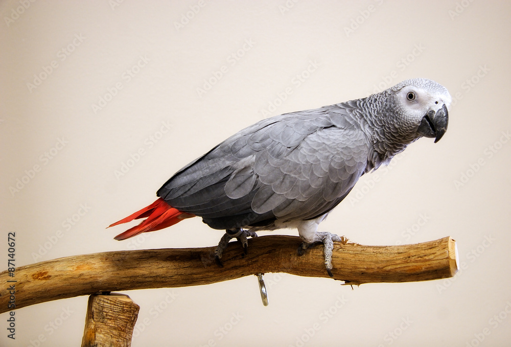 Fototapeta premium African Grey Parrot