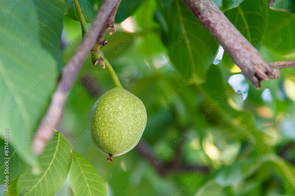 green fruit of walnut on tree green fruit of walnut on tree