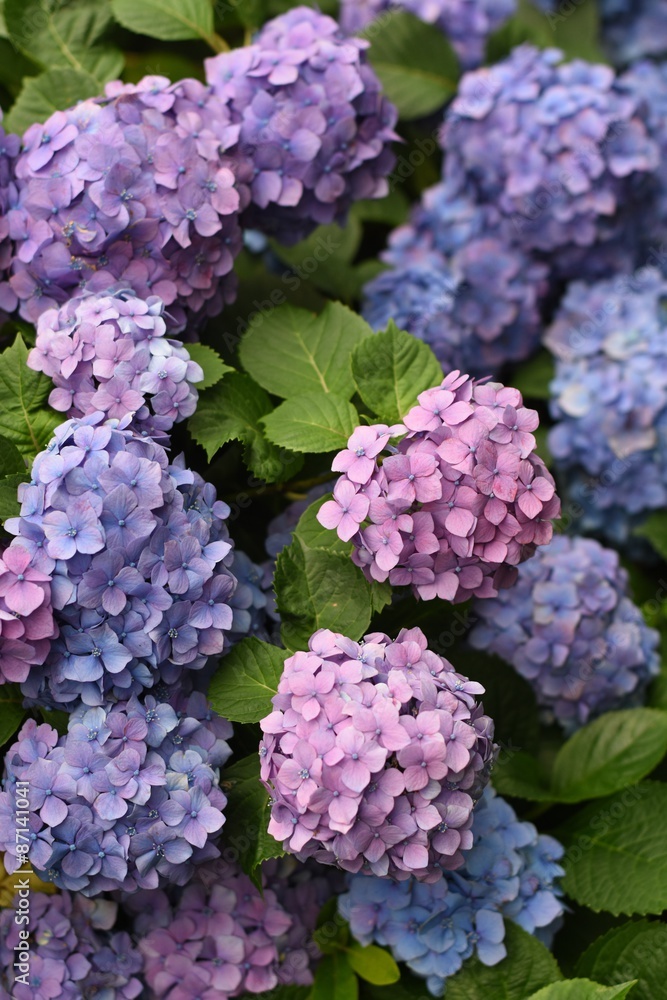 紫陽花 紫陽花