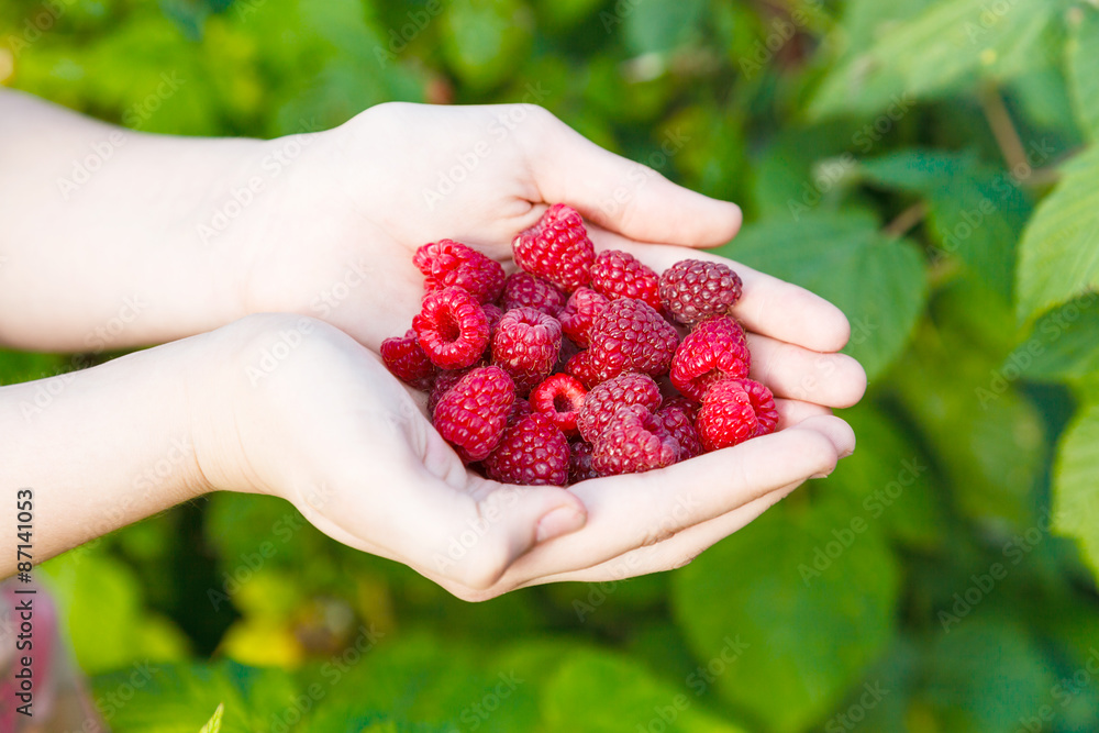 ripe raspberries in hands outdoors ripe raspberries in hands outdoors