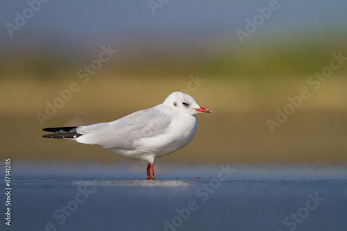 black-headed gull or common gull © digitaldictator