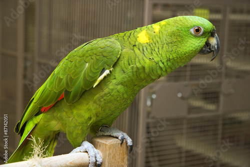 Amazon Parrot