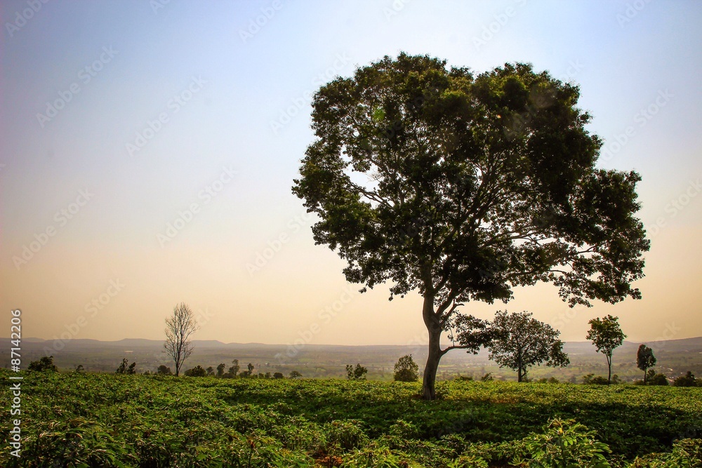 Obraz premium Agriculture in Thailand