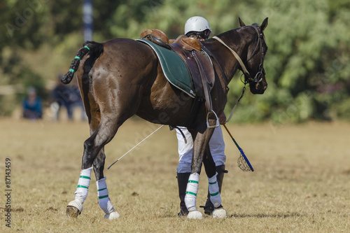 Polo-Cross Equestrian Sport player rider walking with horse pony