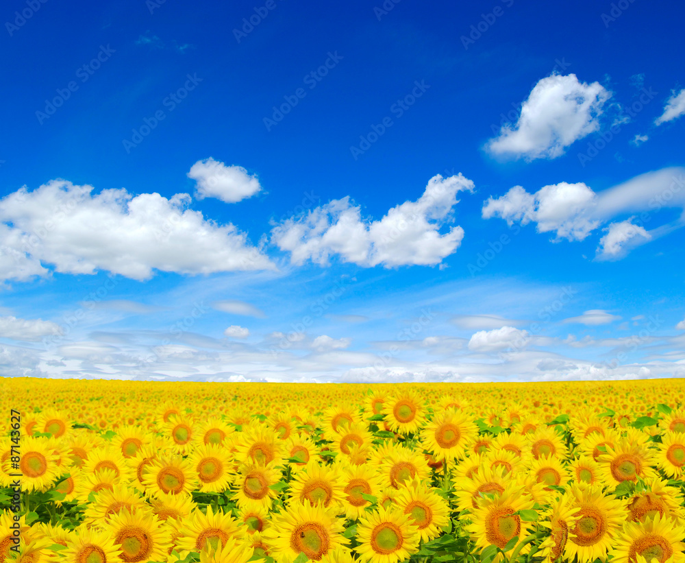 Fototapeta premium sunflowers field