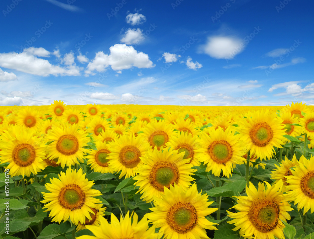 Obraz premium sunflowers field