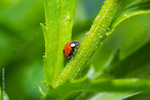 beetle © vinkirill