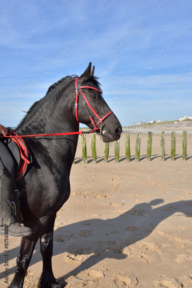 frison sur la plage frison sur la plage