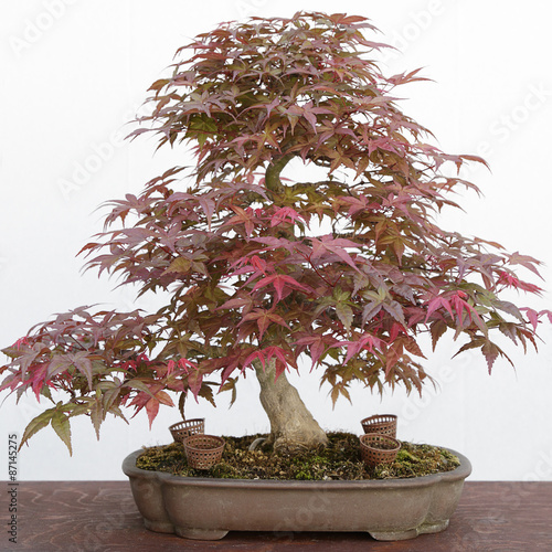 Japanese maple (Acer Palmatum) bonsai on a wooden table and white background