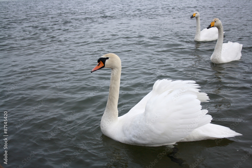 Fototapeta premium white swan 