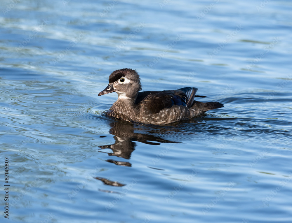 Female Wood Duck Swimming