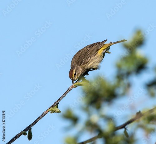 Palm Warbler 