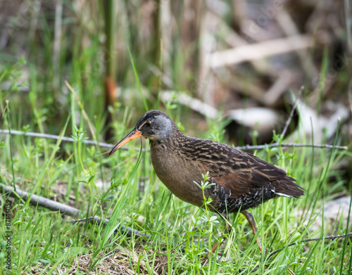 Virginia Rail 