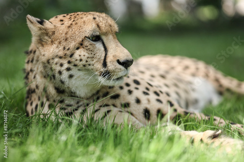 Gepard liegt im Gras und schaut in die Ferne