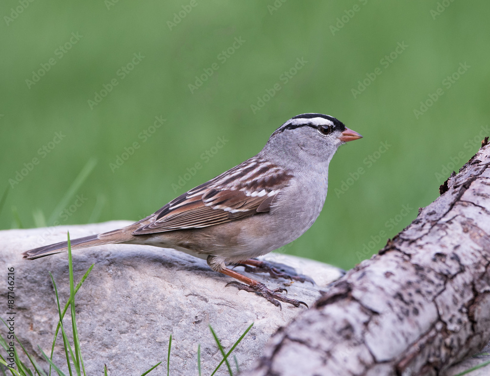 Fototapeta premium White-crowned Sparrow