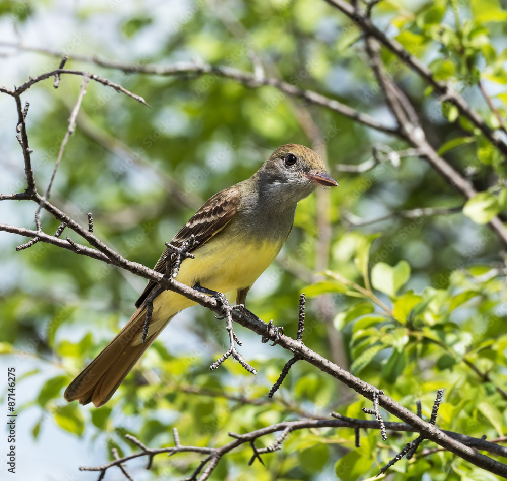 Great Crested Flycatcher perched in a tree Great Crested Flycatcher perched in a tree