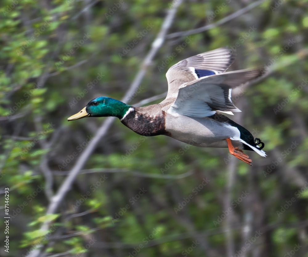 Obraz premium Male Mallard in Flight