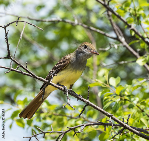 Great Crested Flycatcher perched in a tree