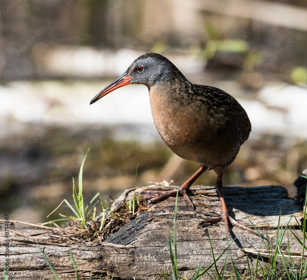 Virginia Rail 