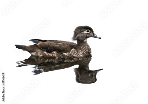 Canvas Print Female Wood Duck Swimming on White Background