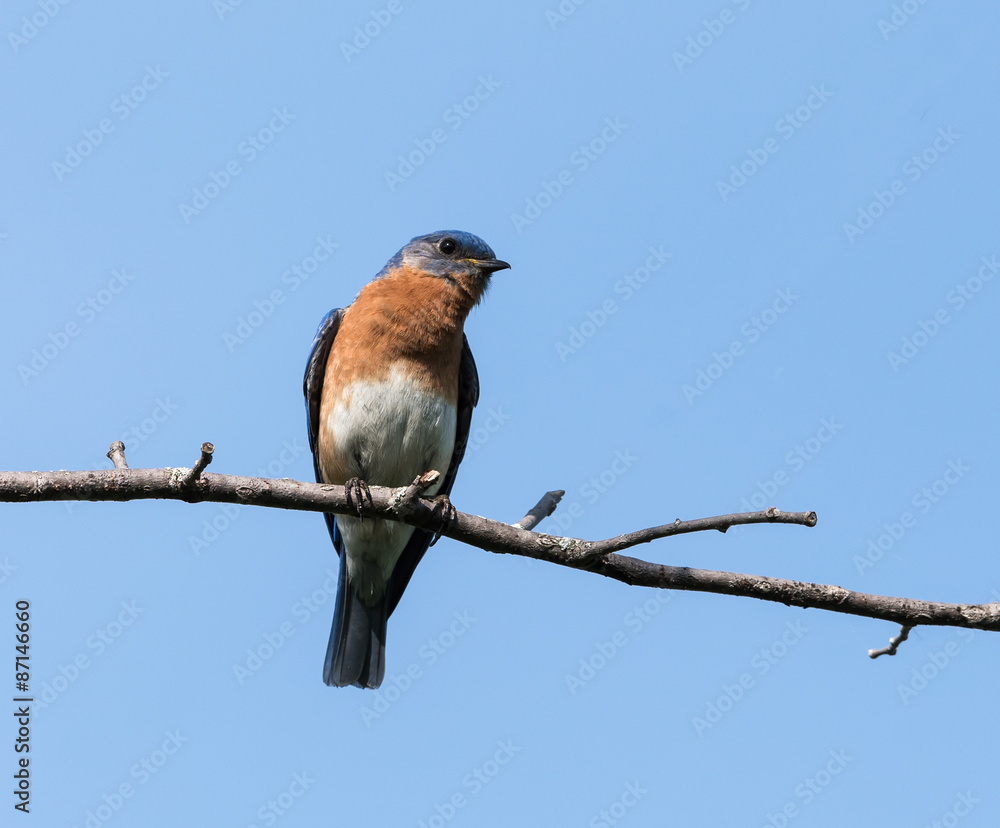 Male Eastern Bluebird Male Eastern Bluebird
