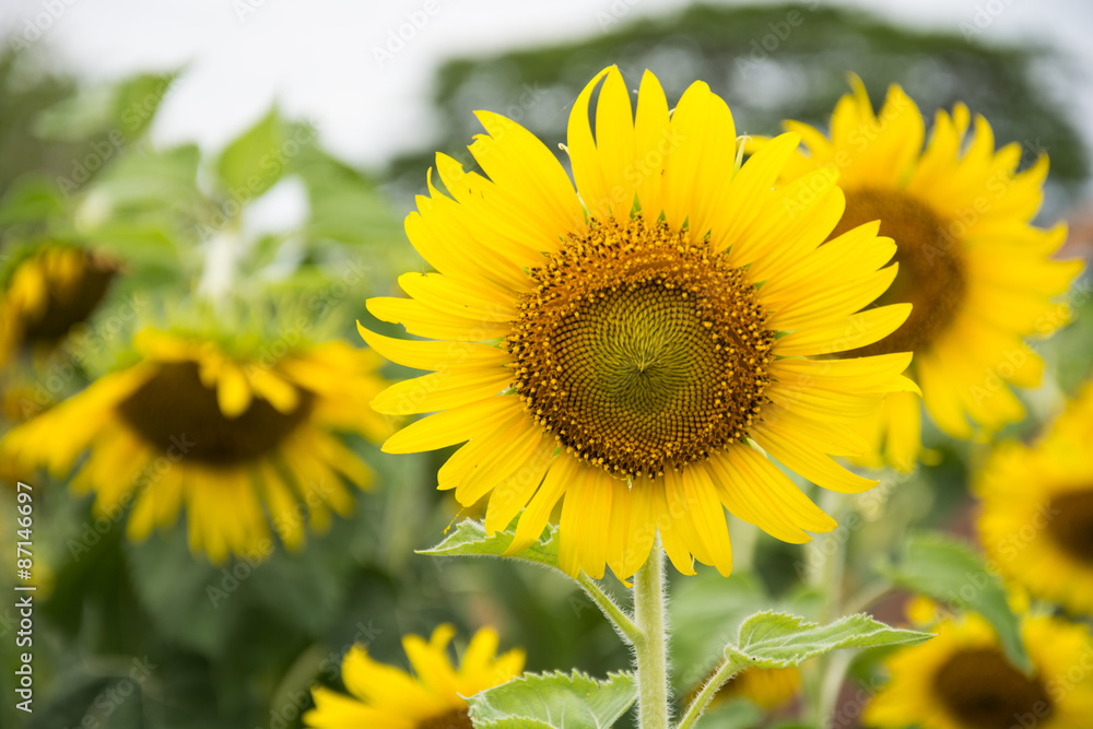 sun flower against a blue sky