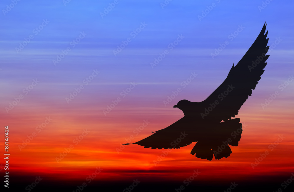 Naklejka Silhouetted seagull flying at colorful sunset