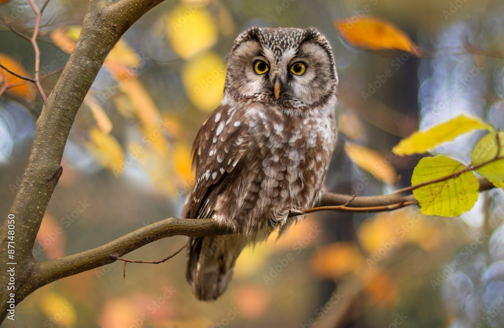 boreal owl in autumn leaves - obrazy, fototapety, plakaty 
