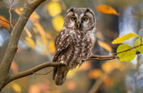 boreal owl in autumn leaves