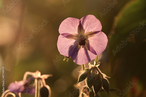 Fototapeta Naklejka Na Ścianę i Meble -  Wild Geranium flower back lite by early morning sun